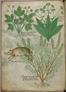 Botanische Illustration von Pflanzen und einem Wildschwein, um 1440