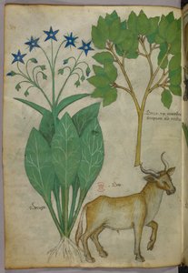 Botanische Illustration von Pflanzen und einem Stier, um 1440