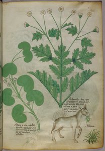 Botanische Illustration von Pflanzen und einem Esel, um 1440