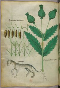 Botanische Illustration von Pflanzen und einem Panther, um 1440