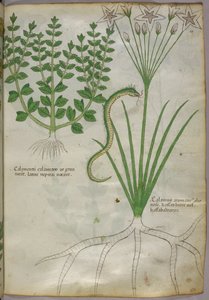 Botanische Illustration von Pflanzen und einer Schlange, ca. 1440 von Italian School
