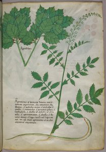 Botanische Illustration von Pflanzen und einer Schlange, um 1440 von Italian School