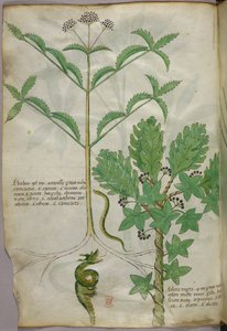Botanische Illustration von Pflanzen und einer Schlange, um 1440 von Italian School