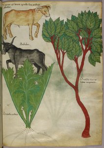 Botanische Illustration von Pflanzen und Stieren, um 1440 von Italian School