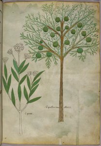 Botanische Illustration von Pflanzen, um 1440 von Italian School