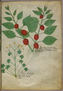 Botanische Illustration von Pflanzen, um 1440 von Italian School