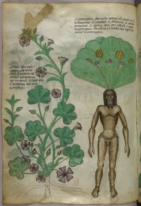 Botanische Illustration von Pflanzen, einschließlich einer Alraune mit einem nackten männlichen Körper als Wurzel, um 1440 von Italian School