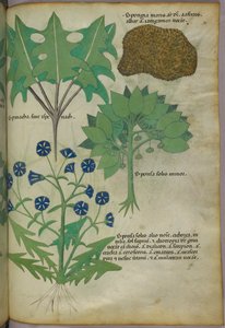 Botanische Illustration von Pflanzen, einschließlich eines Schwamms, ca. 1440