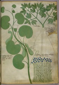 Botanische Illustration von Pflanzen, einschließlich Blumen, ca. 1440