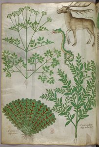 Botanische Illustration von Pflanzen, einer Schlange und einem Hirsch, um 1440 von Italian School