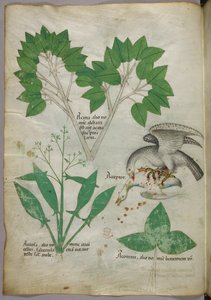 Botanische Illustration mit Darstellung eines Vogels, der einen anderen Vogel tötet, um 1440