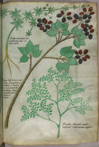 Botanische Illustrationen von Krapp [Rubea]; Brombeere [Rubus]; Raute [Ruta], um 1440 von Italian School