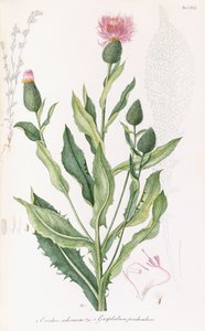 Cardus cichoraceus und Gnaphalium penduculare, 1811-1838