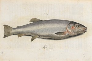 Carpione-Fisch, Illustration aus 