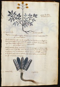 Cod. CCXXXVII Artemisia und Lapparium, Heilpflanzen aus einem 