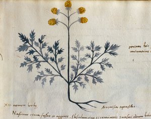 Cod. CCXXXVII Artemisia, Heilpflanze aus einem 