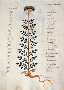 Cod. CCXXXVII Artemisia, Heilpflanze aus einem 