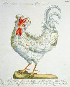 Lockiger Hahn