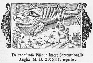 Fischmonster, Illustration aus Historia de Gentibus Septentrionalibus von Olaus Magnus (1490-1558), veröffentlicht in Rom, 1555 von Italian School