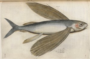 Fliegender Fisch, Illustration aus 