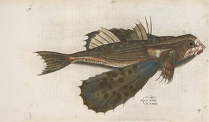 Fliegender Fisch, Illustration aus 
