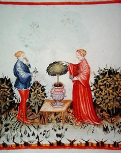 Fol.39v Basilikum sammeln, Illustration aus 