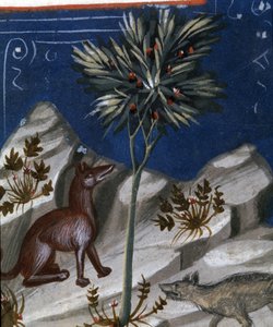 Fuchs und Wolf, Illustration aus "Codex Justianus", 1350 von Italian School