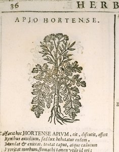 Gartenpetersilie (Petroselinum crispum), Gravur von Castore Durante von Italian School