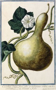 Kürbis, 1772-1784 von Italian School