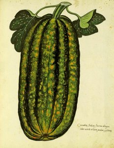 Grüner länglicher Kürbis von Ulisse Aldrovandi (1522 – 1605) Platte veröffentlicht in Piante Fiori Frutti