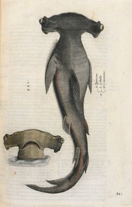 Hammerhai, Illustration aus 
