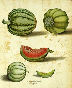 Erbstück-Kürbis von Ulisse Aldrovandi