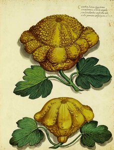 Erbstück-Kürbis von Ulisse Aldrovandi von Italian School
