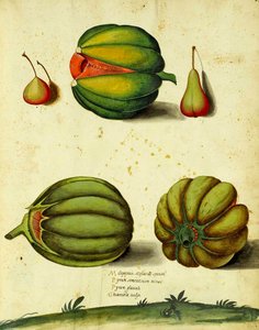 Erbstück-Kürbis von Ulisse Aldrovandi von Italian School