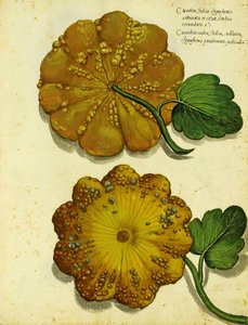 Erbstück-Kürbis von Ulisse Aldrovandi von Italian School