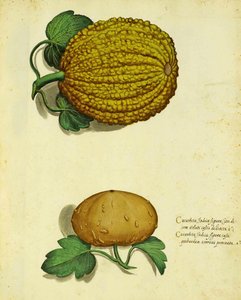 Erbstück-Kürbis von Ulisse Aldrovandi
