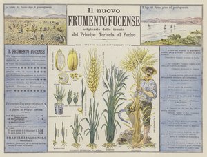 Il nuovo Frumento Fucense von Italian School