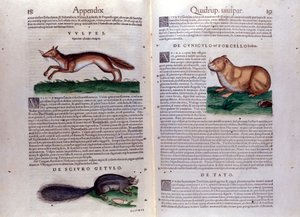 Illustrationen aus 