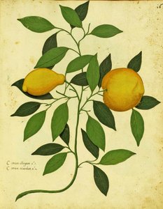 Italienische Erbstück-Zitrone von Ulisse Aldrovandi (1522 – 1605) Platte veröffentlicht in Piante Fiori Frutti