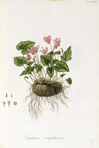 Efeublättriges Alpenveilchen - Cyclamen neapolitanum