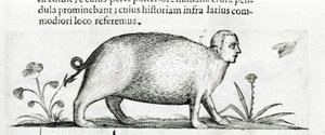 Die Manticore - in „De monstrorum natura causis libri duo“ von Fortunio Liceti. von Italian School