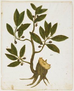 Lorbeerbaum (Laurus nobilis) von Italian School