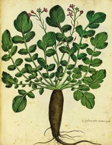 Langer schwarzer Rettich von Ulisse Aldrovandi von Italian School
