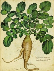 Langer Weißer Rettich von Ulisse Aldrovandi