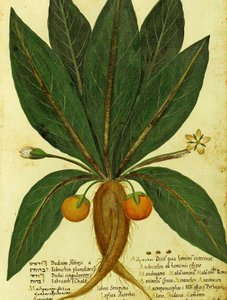 Alraune von Ulisse Aldrovandi