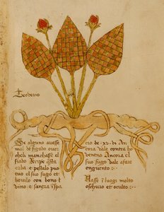Ms 1591 Fol.19r Herba Teoderis von Italian School