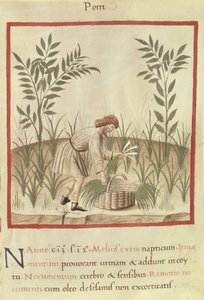 Ms 3054 f.22 Lauch ernten, aus 