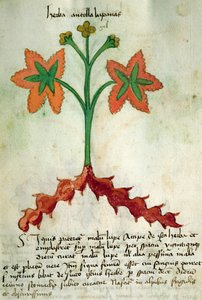 Ms 320 M Fol.13r Herba Antollas Lupanas, aus 