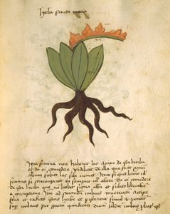 Herba Santa Maria, aus Liber Herbarius una cum rationibus conficiendi medicamenta von Orgione Rizzardo