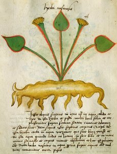 Ms 320 M Fol.29v Herba Nastrusio, aus 